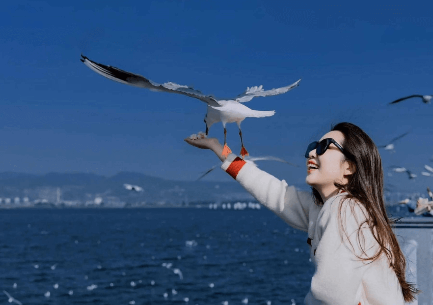 Hồ Điền Trì: Thiên đường chim hải âu đẹp nhất Côn Minh
